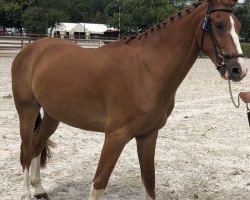 Pferd Kalamato BR Z (Zangersheide Reitpferd, 2020, von Kazan Z)