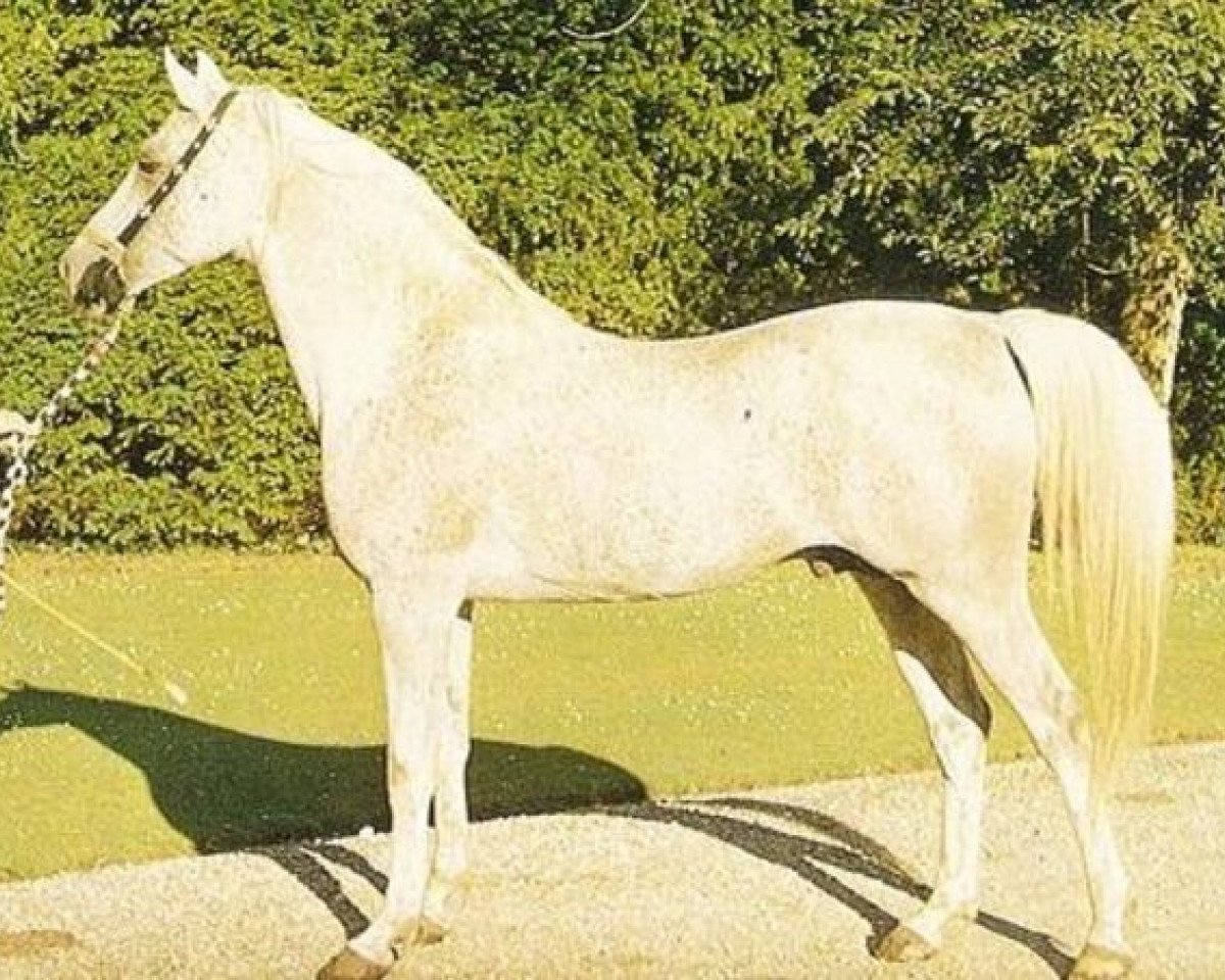 stallion Darzee ox (Arabian purebred, 1952, from Saladin II ox)
