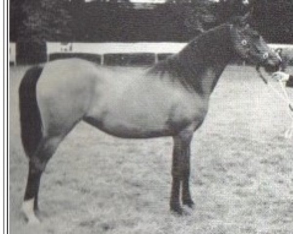 broodmare Banika 1969 ox (Arabian thoroughbred, 1969, from Darzee ox)