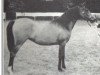 broodmare Banika 1969 ox (Arabian thoroughbred, 1969, from Darzee ox)