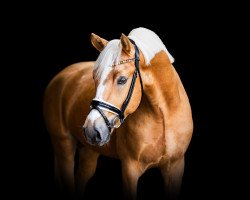 dressage horse HBS Golden My Way (German Riding Pony, 2020, from Golden West NRW)