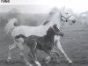 broodmare Biruta ox (Arabian thoroughbred, 1955, from Trypolis 1937 ox)