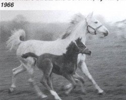 broodmare Biruta ox (Arabian thoroughbred, 1955, from Trypolis 1937 ox)