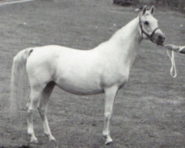 Zuchtstute Baraka 1967 ox (Vollblutaraber, 1967, von Dushara ox)