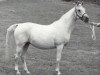 broodmare Baraka 1967 ox (Arabian thoroughbred, 1967, from Dushara ox)