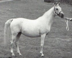 broodmare Baraka 1967 ox (Arabian thoroughbred, 1967, from Dushara ox)