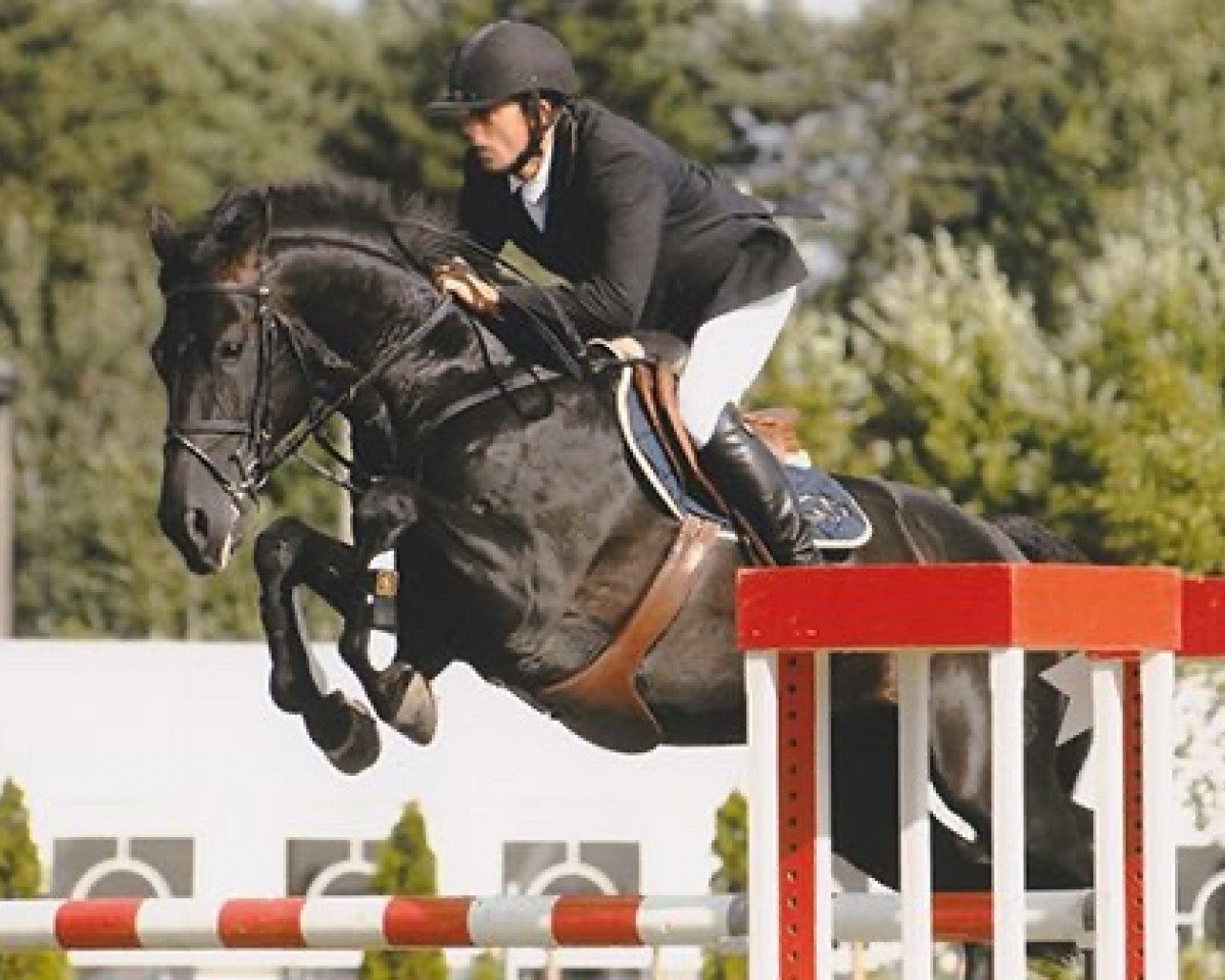 stallion Viking van de Kwekenhoeve (Belgian Warmblood, 1998, from Nonstop)