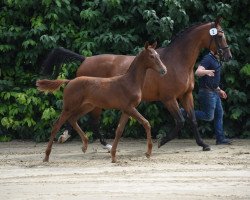 Springpferd Stute von Denver's Semilly PS / Perigueux (Westfale, 2023, von Denver's Semilly PS)