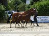 Springpferd Hengst von Contino-Quick PS / Ludwigs As (Westfale, 2023, von Contino-Quick Mvf)