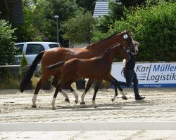 jumper Hengst von Contino-Quick PS / Ludwigs As (Westphalian, 2023, from Contino-Quick Mvf)