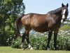 broodmare Rumba Semilly (Selle Français, 2005, from Ephebe For Ever)