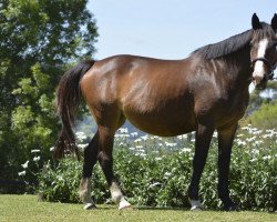 broodmare Rumba Semilly (Selle Français, 2005, from Ephebe For Ever)