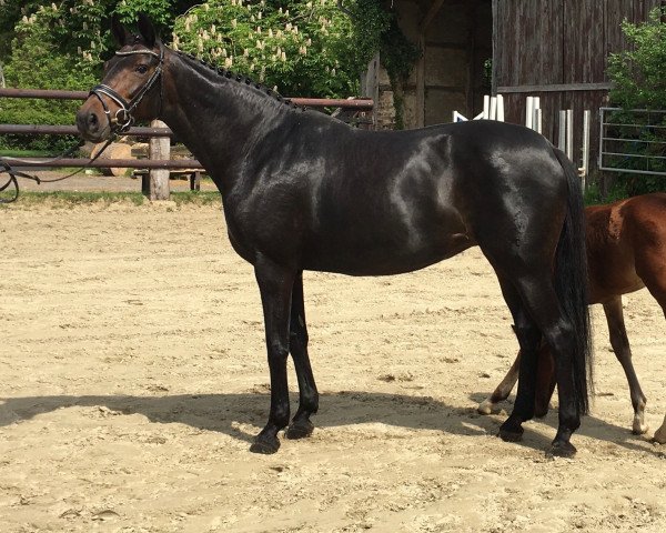 broodmare Stute von Desiderio (Westphalian, 2014, from Harmony's Desiderio)