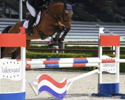 Springpferd Muze van't Beekhof (Belgisches Warmblut, 2012, von Deauville van T&L)