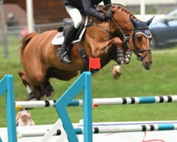 jumper Ma Pomme de Tamerville (Belgian Warmblood, 2012, from Deauville van T&L)