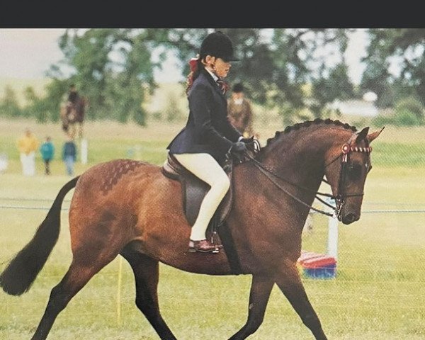 Pferd Chiddock Gossip Column (British Riding Pony, 1991, von Keston Tribune)