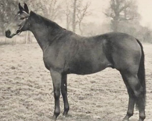 stallion Clieveden Boy xx (Thoroughbred, 1946, from Ujiji xx)