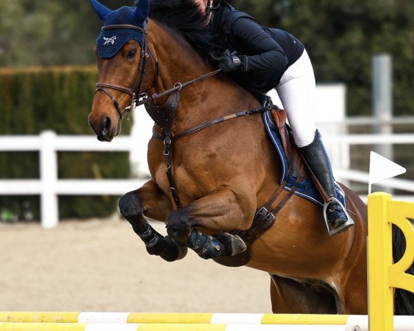 jumper Dieu's Utopia Z (Zangersheide riding horse, 2016, from Dieu-Merci van T&L)