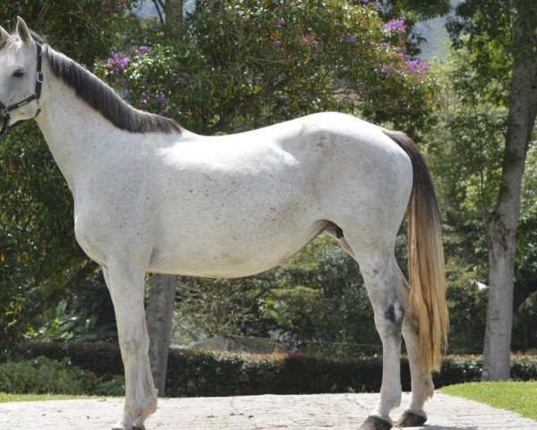 broodmare Victoria Secret de San Isidro (Selle Français, 2008, from Diamant de Semilly)