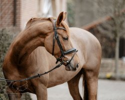 jumper Brusha (Westfale, 2016, from Barroso)