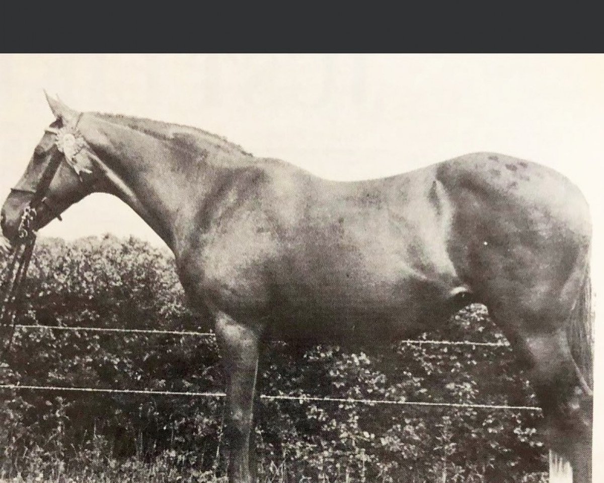 Zuchtstute Valentino's Penny (British Riding Pony, 1965, von Cusop Valentino)