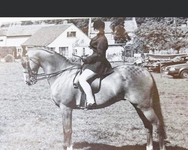 Pferd Keston Comedy (British Riding Pony,  , von Wingrove Minkino)