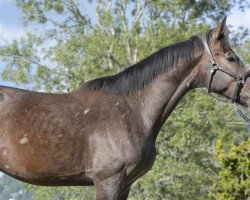 jumper Fair Play San Isidro (Selle Français, 2015, from Mylord Carthago)