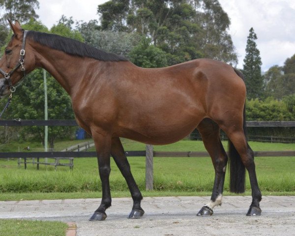 Zuchtstute Valeria de San Isidro (Selle Français, 2008, von Viking van de Kwekenhoeve)