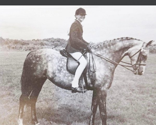 horse Moorhall Elegance (British Riding Pony,  , from Wingrove Minkino)