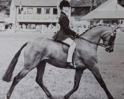 horse Coney Morning Joy (British Riding Pony,  , from Whalton Morning Glory)