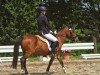 dressage horse Lord (Pony without race description, 2016)