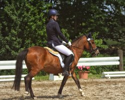 dressage horse Lord (Pony without race description, 2016)