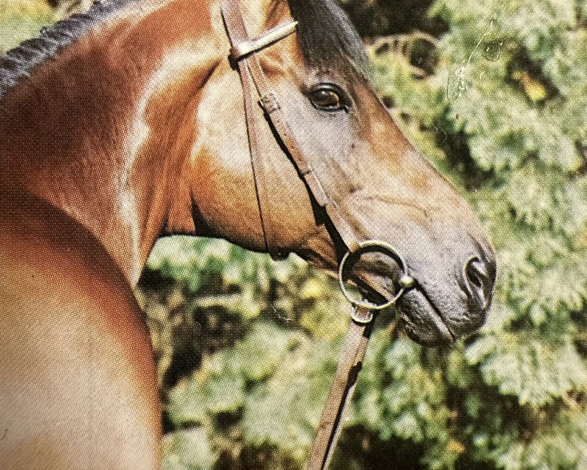 stallion Haemon xx (Thoroughbred, 1973, from Marinus xx)