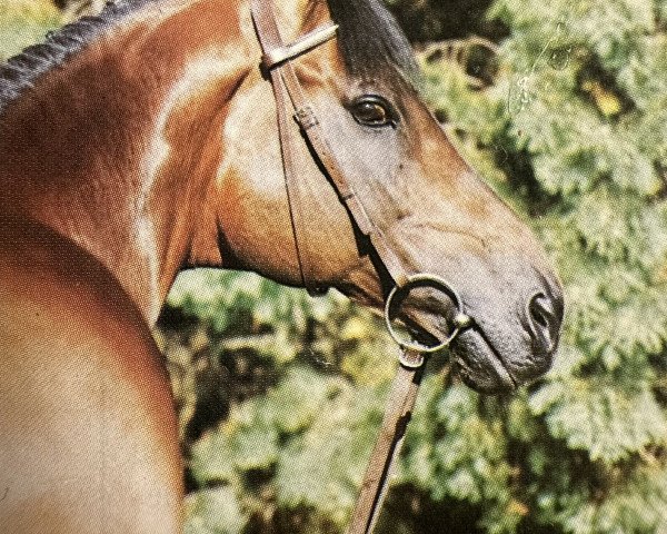 stallion Haemon xx (Thoroughbred, 1973, from Marinus xx)