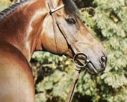 stallion Haemon xx (Thoroughbred, 1973, from Marinus xx)