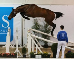 Deckhengst Hapilly du Seigneur (Belgium Sporthorse, 2013, von Conrad de Hus)