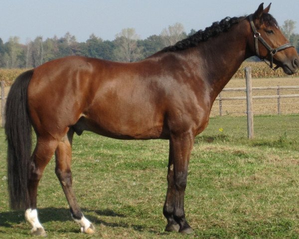 Pferd Cay Lando (Rheinländer, 1998, von Caribo GL)