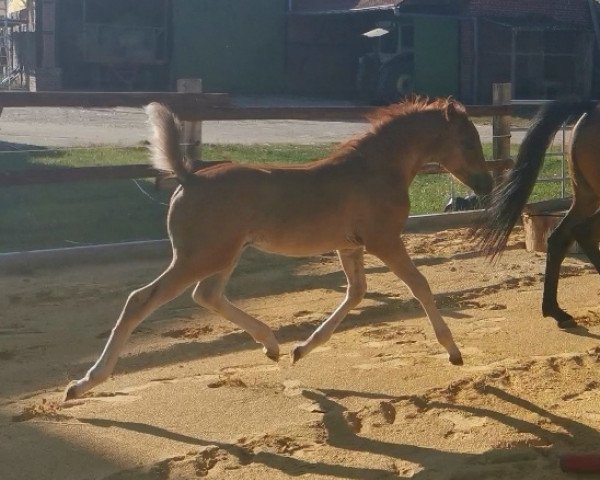 horse Dajana van Gerding HS (German Riding Pony, 2022, from Dressman V)