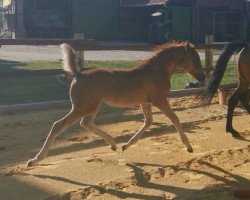 Pferd Dajana van Gerding HS (Deutsches Reitpony, 2022, von Dressman V)