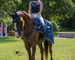 jumper Sun Majestic (Hanoverian, 2012, from Stolzenberg)