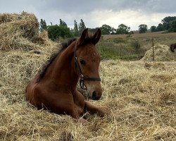 Springpferd To you Quinn (Zangersheide Reitpferd, 2023, von Toemme de Regor)