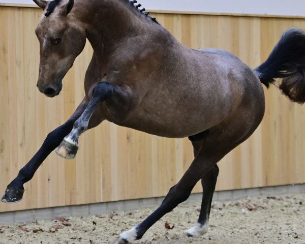 stallion Toèmme de Regor Z (Zangersheide riding horse, 2019, from Chacco-Blue)