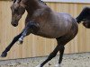 stallion Toemme de Regor (Zangersheide riding horse, 2019, from Chacco-Blue)