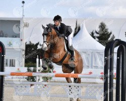 jumper Fun de la Roque Z (Zangersheide riding horse, 2010, from For Hero)