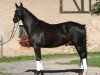 broodmare Samland (Trakehner, 2008, from Handryk)