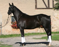 broodmare Samland (Trakehner, 2008, from Handryk)