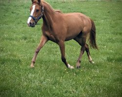 dressage horse Top Vienna (Westphalian, 2021, from Top Vancouver)