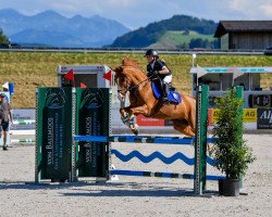 jumper Top Dino (Holländisches riding ponies, 2013, from Desperado)