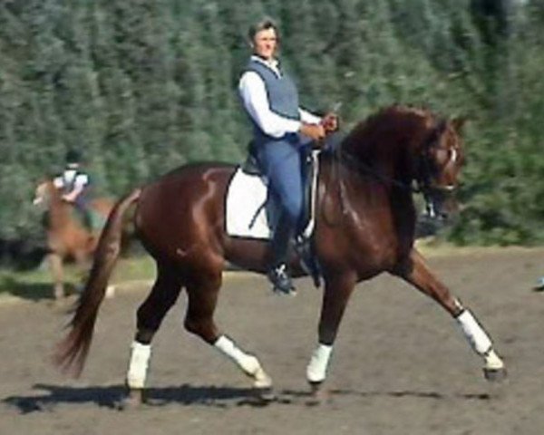 stallion Rosenprinz D (KWPN (Royal Dutch Sporthorse), 1998, from Gribaldi)
