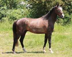 dressage horse Maracaná White (Hanoverian, 2020, from Maracana)